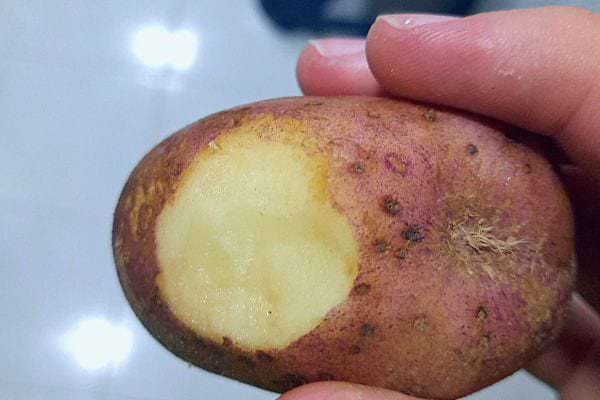Pomme de terre crue épluchée partiellement avec la peau visible.