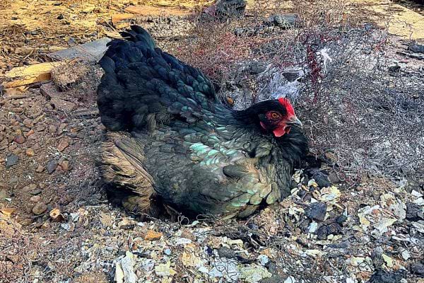 Poule se baignant dans un bain de poussière de cendre pour la santé des plumes.