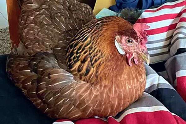 Poulet vivant aux plumes brunes reposant sur un coussin.