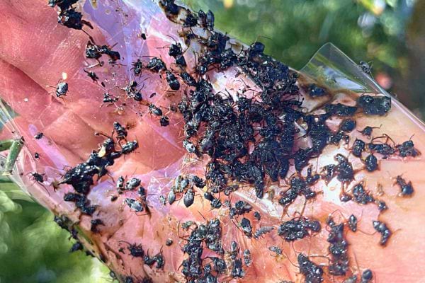 La cendre de bois utilisée pour piéger les pucerons nuisibles sur une main.