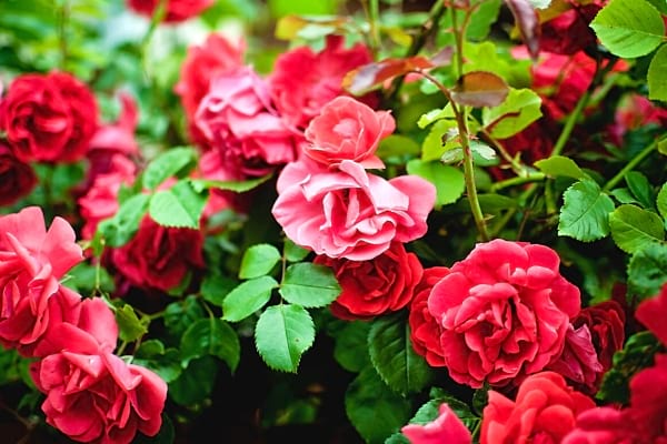 Auch Rosen sind mit ihrer rosa Farbe und dem grünen Laub wunderschöne Blumen.