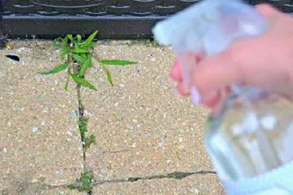 Vaporisation d'un liquide incolore sur des mauvaises herbes entre des pavés.