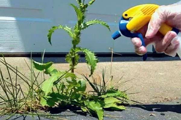 Une main gantée pulvérisant un liquide jaune sur une mauvaise herbe isolée.