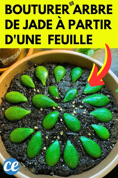Comment Faire Pousser un Arbre de Jade à Partir d