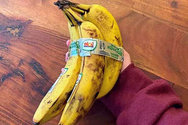 Main tenant un régime de trois bananes jaunes avec des taches brunes, étiquettes visibles.