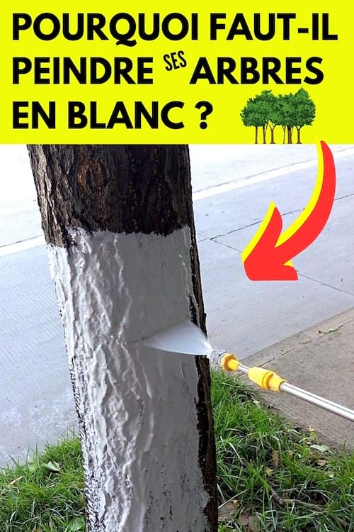 Une personne qui peint en blanc un tronc d'arbre pour lui éviter des maladies