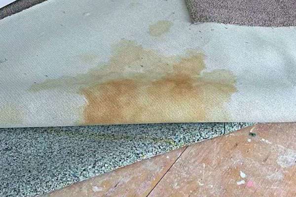 Tache d'urine séchée sur tapis.