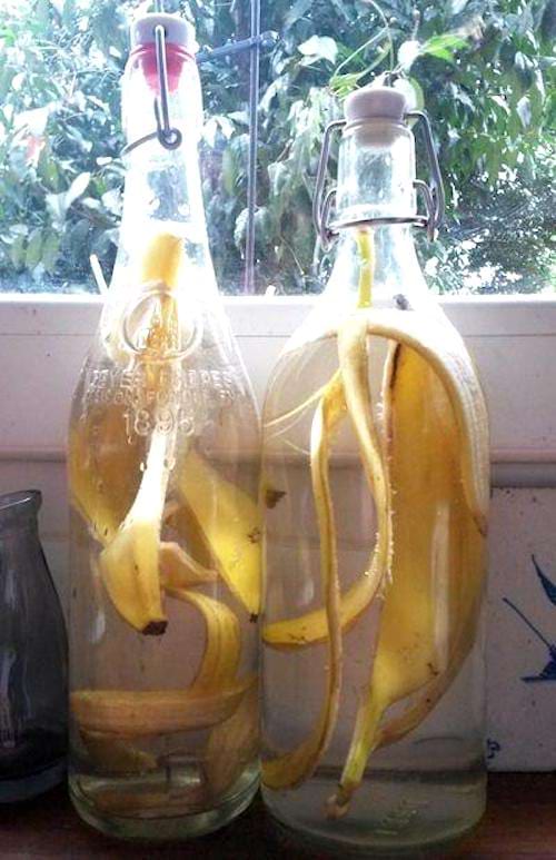 Des peaux de banane dans une bouteille d'eau pour faire un engrais liquide.