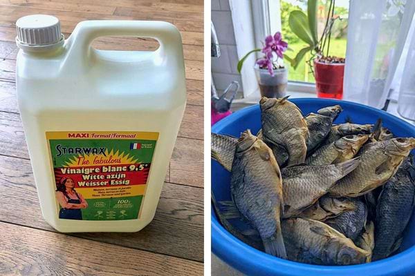 Vinaigre blanc dans un bol avec un œuf pour la cuisson.