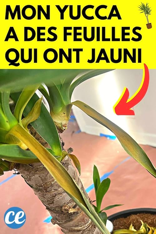 Une plante Yucca qui a des feuilles jaunes et que faire