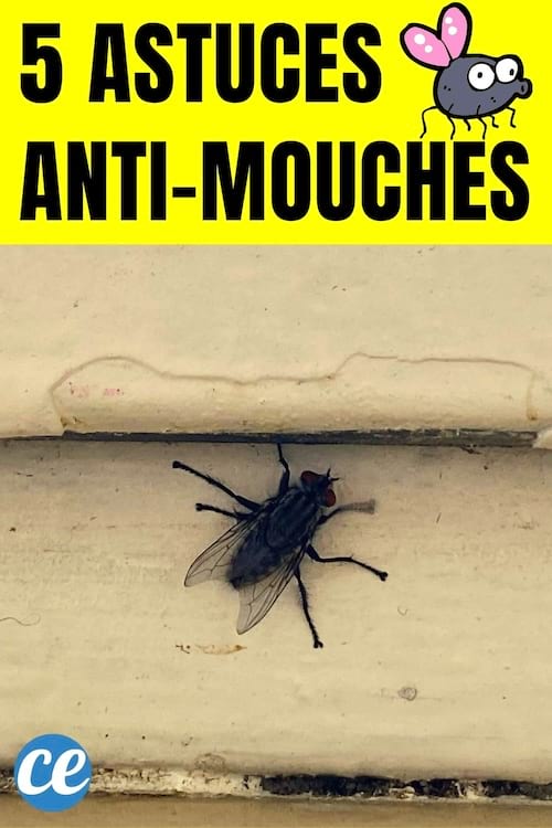 Une mouche