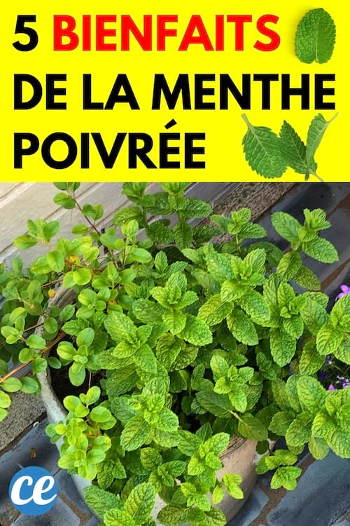 5 Bienfaits de la Menthe Poivrée