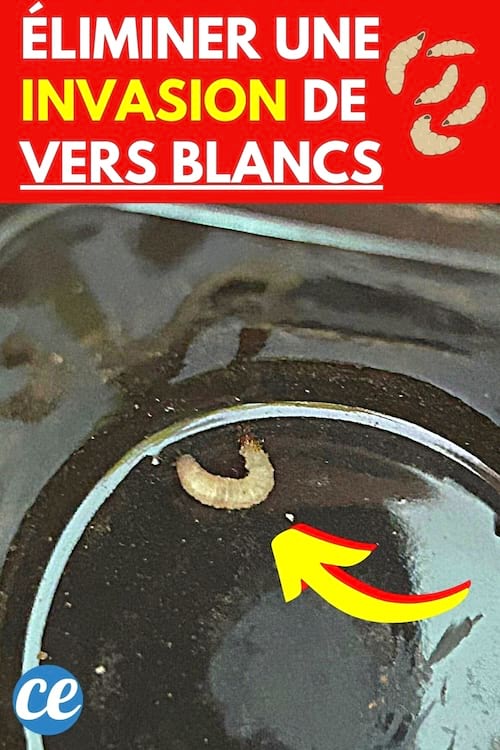 un asticot ou vers blanc dans une boîte de yaourt noir dans la maison