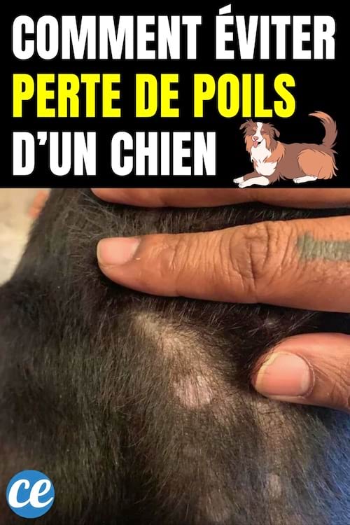 COMMENT ÉVITER PERTE DE POILS D'UN CHIEN
