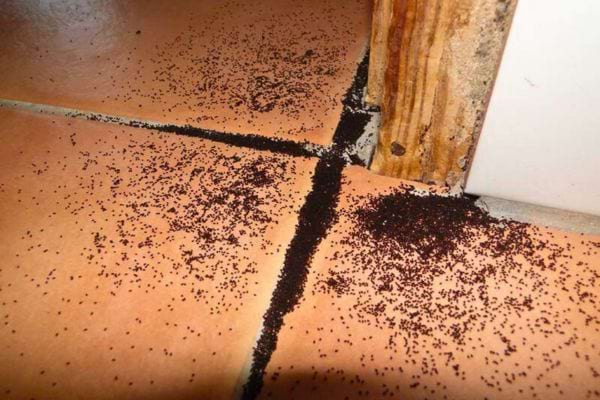 Marc de café dispersé sur des carreaux de sol, empêchant les fourmis d'entrer, pour un article sur les répulsifs naturels.