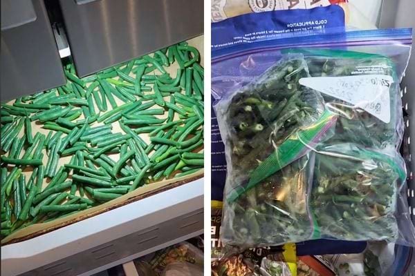 Les haricots verts se rangent sur un plateau pour congélation