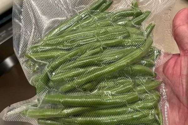 Les haricots verts sont placés dans un sac de congélation