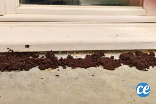 Marc sur appui de fenêtre contre insectes.