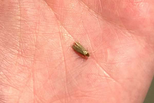 Un petit papillon argenté qui est une mite sur une main