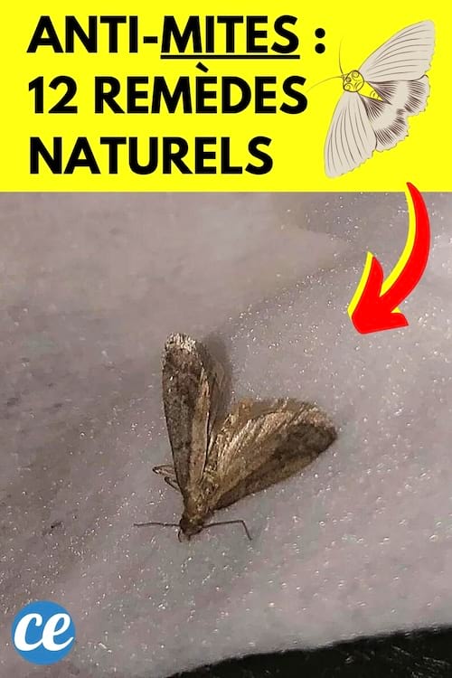 Une mite vestimentaire qui a fait des trous dans des vêtements