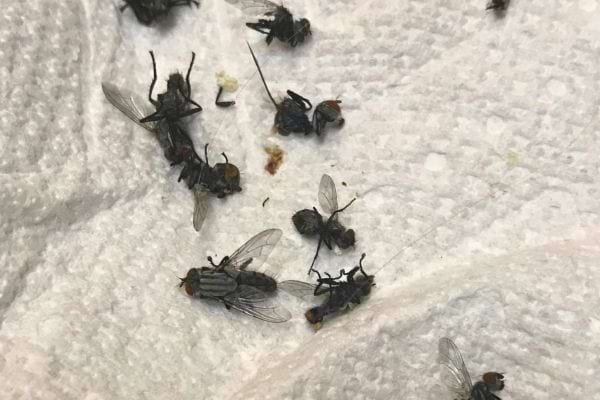 Mouches mortes dispersées sur du papier absorbant.