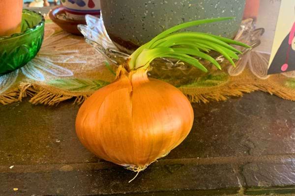 Oignon jaune germé sur un comptoir, démontrant la croissance végétale.