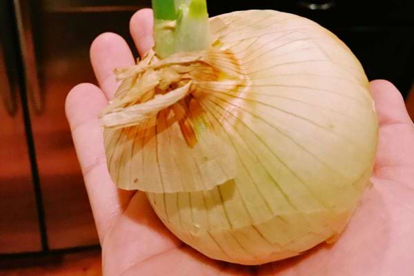 Main tenant un oignon blanc avec un début de germe vert.