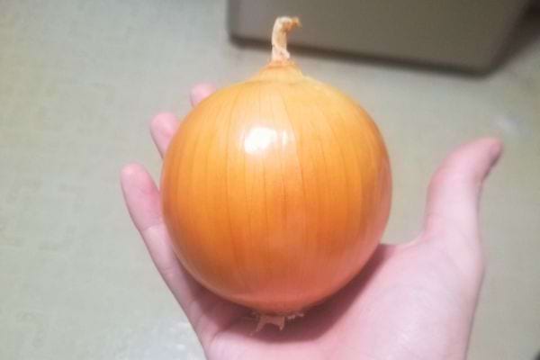 Gros oignon jaune tenu dans la paume d'une main, échelle de taille visible.