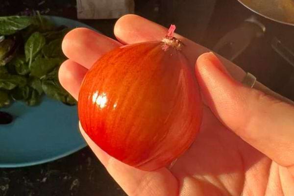 Oignon rouge brillant dans la main, sous la lumière, montrant sa texture translucide.