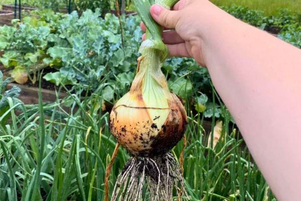 Oignon fraîchement récolté avec racines et terre, tenu au-dessus d'un potager.