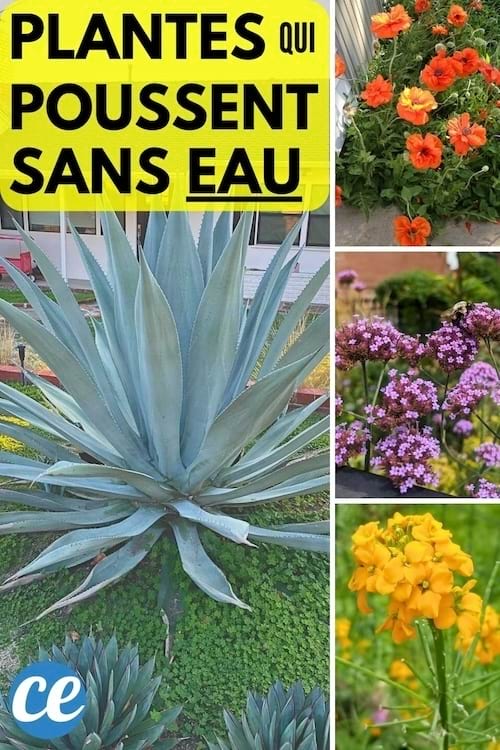 Ces images montrent des plantes qui poussent avec peu ou pas d'eau, comme un grand agave et des fleurs orange, violettes et jaunes.