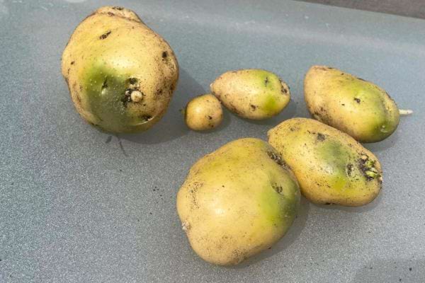 Pommes de terre diverses, verdure variable, potentiel danger.