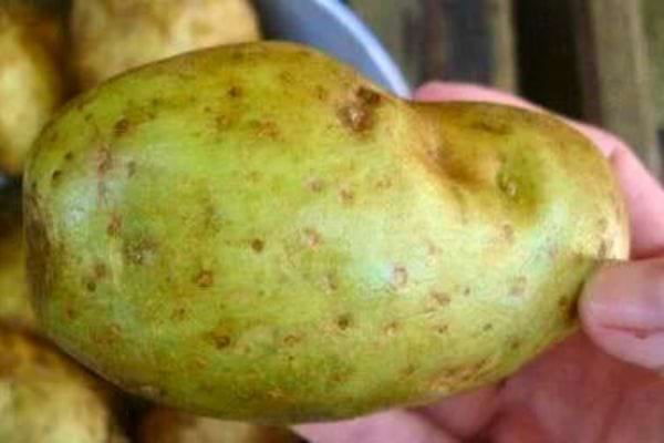 Main tenant pomme de terre verdoyante, possible toxicité.