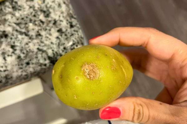 Pomme de terre tenue, ongle vernis rouge, verdure apparente.