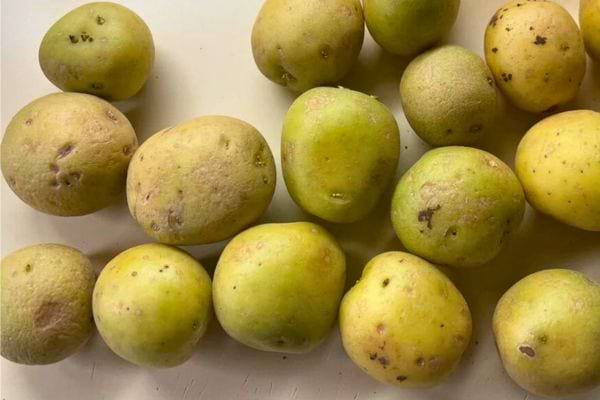 Pommes de terre tachetées, verdissant, signe de chlorophylle.