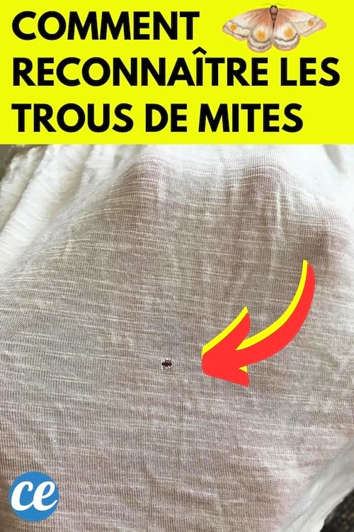 Un trou de mites dans un t-shirt blanc en coton 