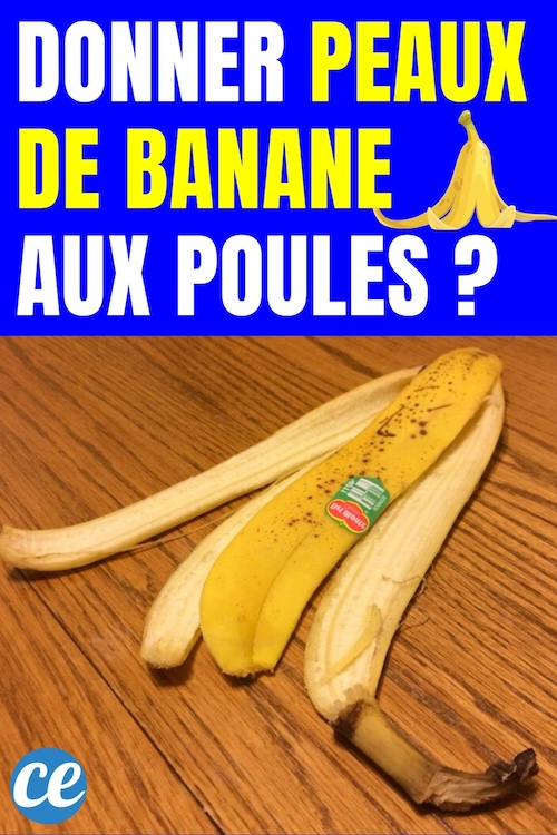 PeutOn Donner Des Peaux de Bananes aux Poules