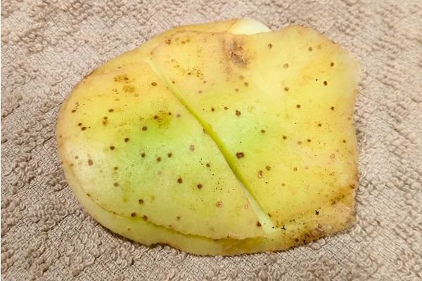 Pommes de Terre Vertes : Peut-On les Manger Sans Danger