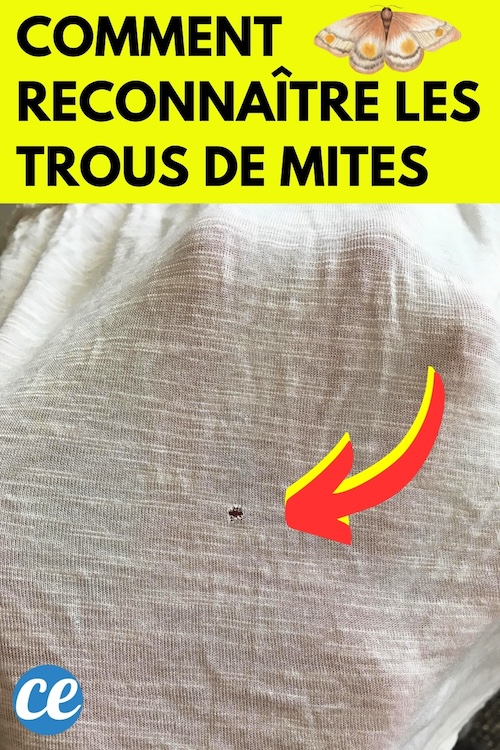 Comment Reconnaître les Trous de Mites dans un Vêtement ? Et les Éviter.