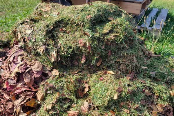 Un monticule de tontes de pelouse mélangées avec des feuilles mortes.
