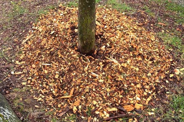 Des copeaux de bois autour d'un tronc d'arbre servant de paillage.