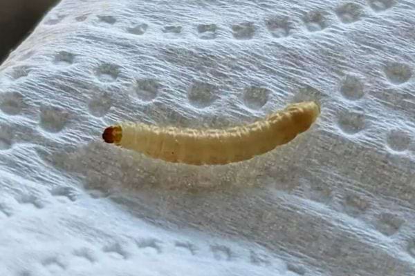 Gros plan d'un ver blanc sur du papier.