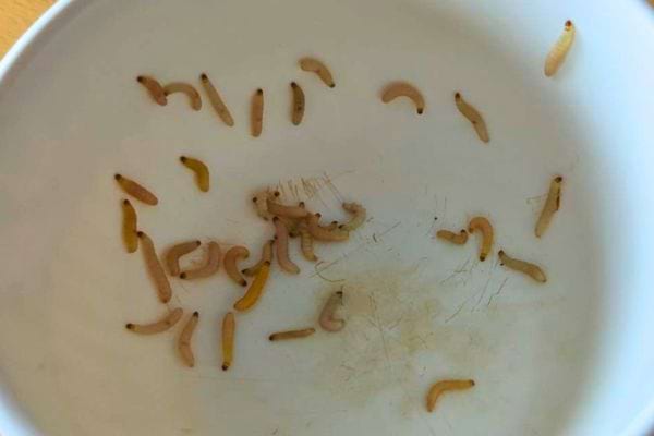 Vers blancs dans un gobelet.