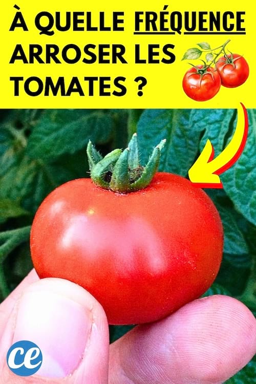 Une tomate dans la main d'un jardinier qui a besoin d'être arrosée