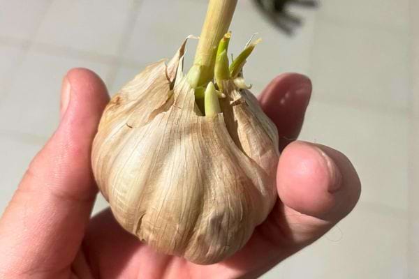 Gousse d'ail germinée tenue dans une main.