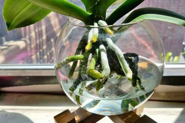 Orchidée avec des racines vertes dans un bocal en verre, éclairée par une fenêtre.