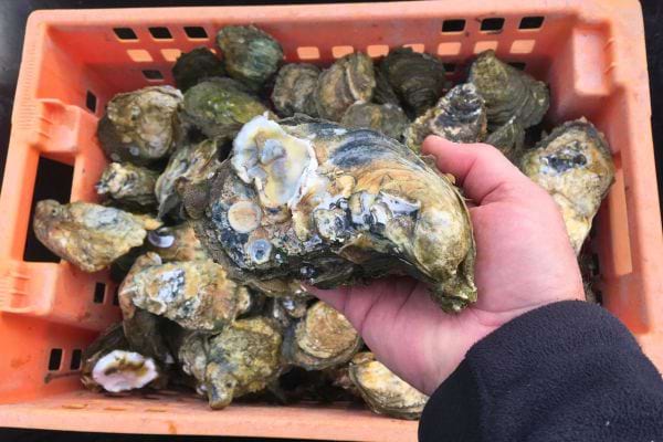 Une main tenant une grosse huître parmi d'autres dans une caisse orange.