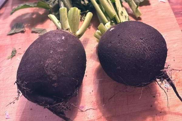 Deux radis noirs sur une planche, utilisés pour stimuler la digestion.