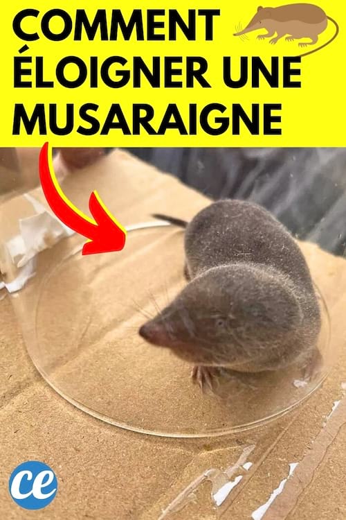 Une musaraigne qui a été attrapé dans un verre dans la maison
