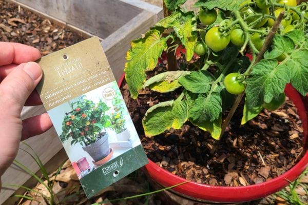 Étiquette jardin tomate